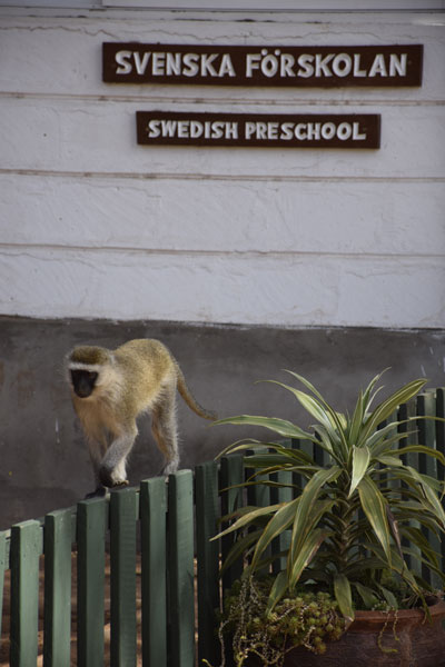 Svensk förskola i Nairobi | Svenska skolan i Nairobi