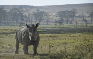 Nakuru noshörning